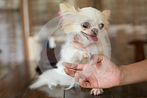 Chihuahua small dog happy smile, pet wounded