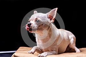 Chihuahua smooth-haired cream lies on a beige pillow and licks and looks away. Portrait on a black background