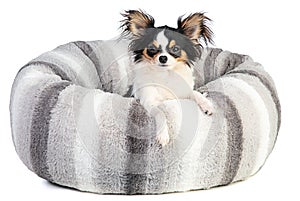 Chihuahua in a soft grey cushion