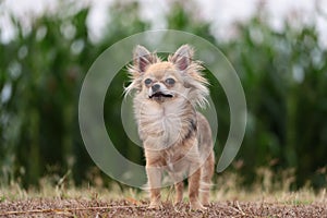 Chihuahua standing on dry grass