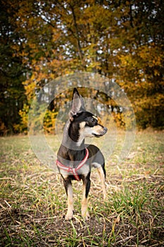 Chihuahua is standing in the grass.