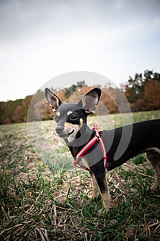 Chihuahua is standing in the grass.