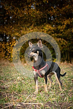 Chihuahua is standing in the grass.