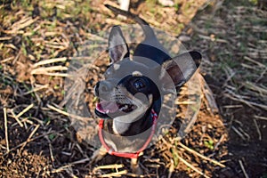 Chihuahua is standing in the grass.