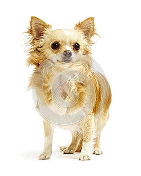 Chihuahua standing on white background