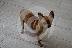 Chihuahua stands sideways.