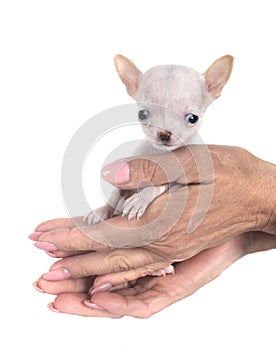 chihuahua in studio