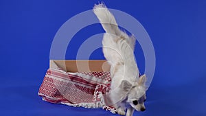 Chihuahua in the studio on a blue background. The dog goes to the box with a blanket, jumps into it, sniffs, climbs out