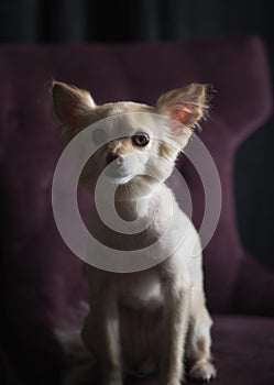 Chihuahua studio portrait
