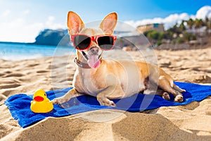 Chihuahua summer dog