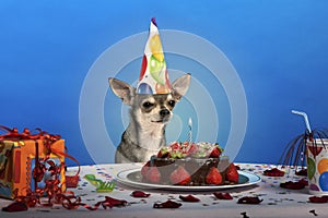 Chihuahua at table wearing birthday hat