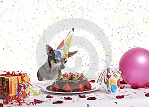 Chihuahua at table wearing birthday hat