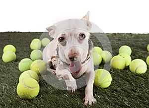 Chihuahua with tennis balls