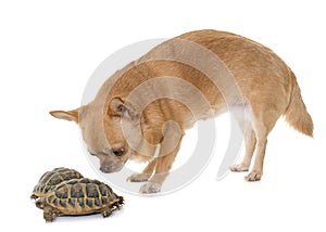 Chihuahua and tortoise