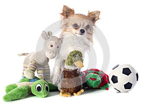 Chihuahua and toys