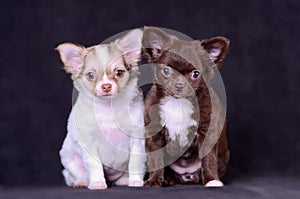 Chihuahua two long-haired white and brown puppies studio portrait on black background