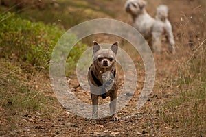 Chihuahua walking in the forest