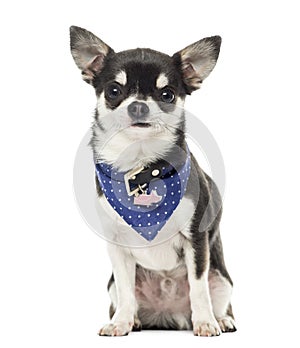 Chihuahua wearing a bandana collar, sitting, isolated