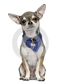 Chihuahua wearing blue handkerchief photo