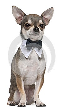 Chihuahua wearing bowtie, 3 years old, sitting photo