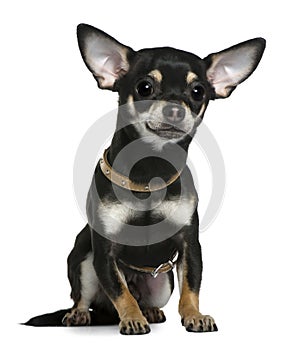 Chihuahua wearing collar, 1 year old, sitting