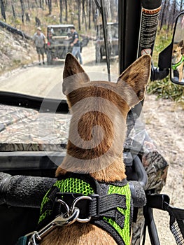 Chihuahua Wearing Harness Riding In A Side By Side ATV