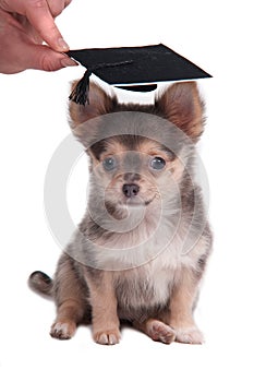 Chihuahua wearing mortar board hat for graduation