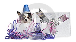 Chihuahua wearing a party hat in a present box