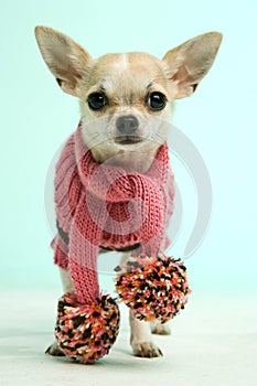 Chihuahua wearing a pink scarf