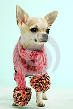 Chihuahua wearing a pink scarf