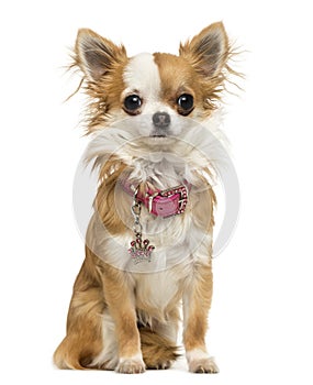 Chihuahua wearing a shiny collar, sitting, 7 months old