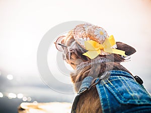 Chihuahua wearing straw hat, sunglasses and denim overalls enjoys sun on the river bank . Cute little doggie takes sun