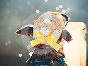 Chihuahua wearing sunglasses and denim overalls enjoys sun. Cute little doggie takes sun baths outdoor