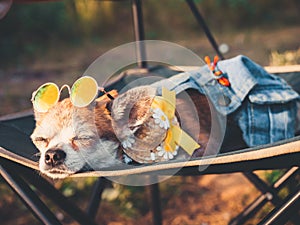 Chihuahua wearing sunglasses and straw hat lies in a hammock near a beach enjoying the sun. Fashionable dog dressed in a