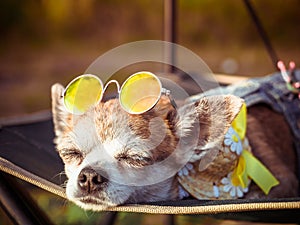 Chihuahua wearing sunglasses and straw hat lies in a hammock near a beach enjoying the sun. Fashionable dog dressed in a