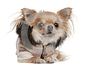 Chihuahua wearing sweater, 3 years old, lying