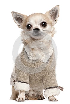 Chihuahua wearing sweater, 4 years old, sitting