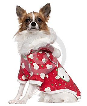 Chihuahua wearing winter outfit, 2 years old