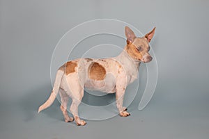Chihuahua weenie dog full body profile in studio portrait