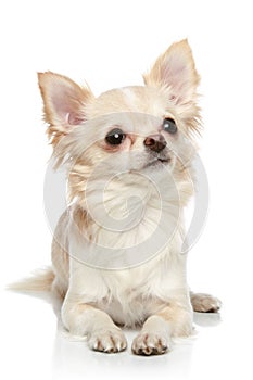 Chihuahua on a white background photo