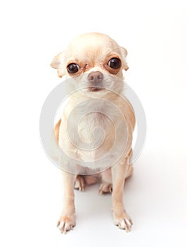 Chihuahua on white background