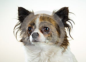 Chihuahua on a white background