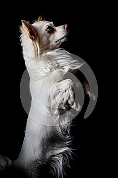 Chihuahua with white fur and black background lowlight