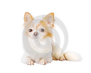 Chihuahua white with red color isolate on white. Portrait of a small dog, pet, animal