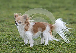 Chihuahua in the wind