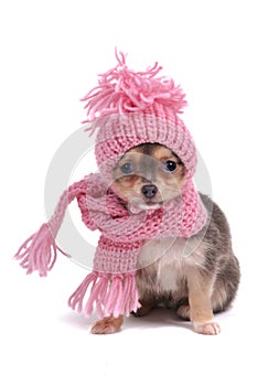 Chihuahua in Winter Clothes photo