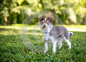 A Chihuahua x Wire Fox Terrier mixed breed dog outdoors