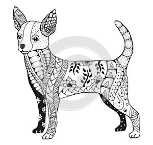 Chihuahua zentangle stylized, vector, illustration, freehand