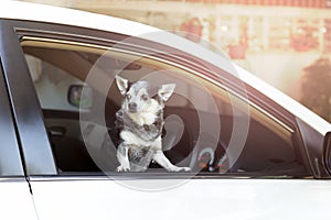 Chihuahuadog looking out of the car window waiting for owner.