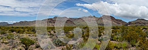 Chihuahuan Desert Panorama